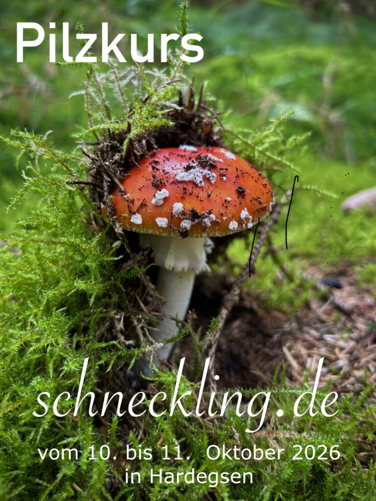 Pilzkurs